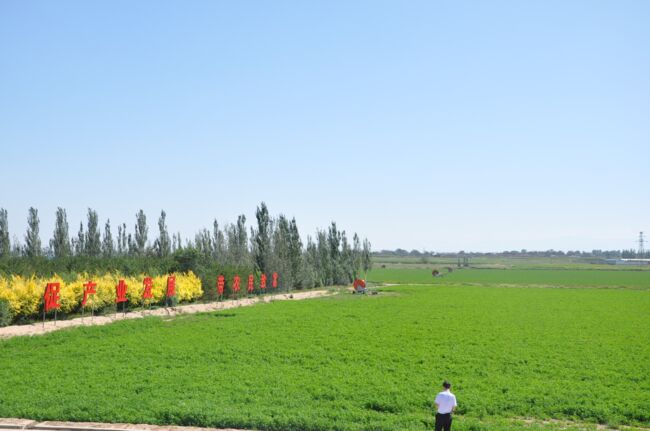 图片3 山阴县大力种植牧草.JPG