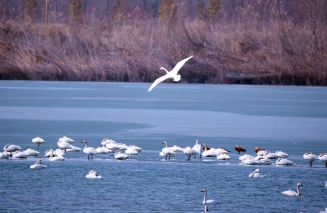 图片1 桑干河上的天鹅.jpg